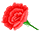 카네이션