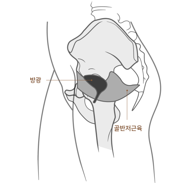 방광, 골반저근육이 표시된 신체 이미지